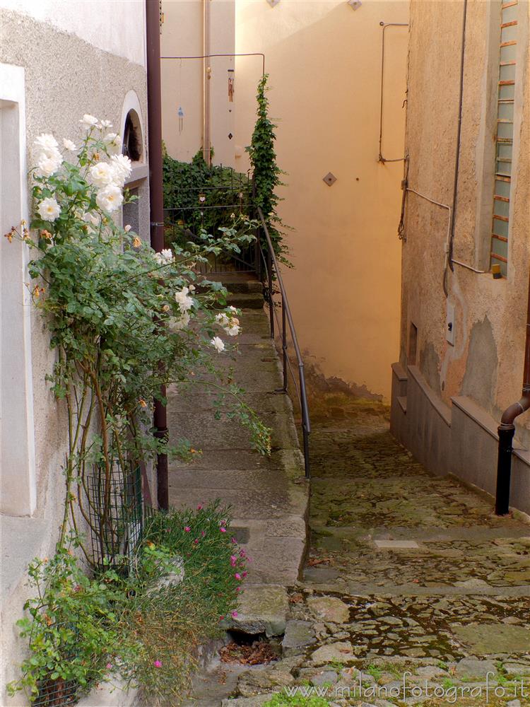 Quittengo fraction of Campiglia Cervo (Biella, Italy) - Narrow street with white roses